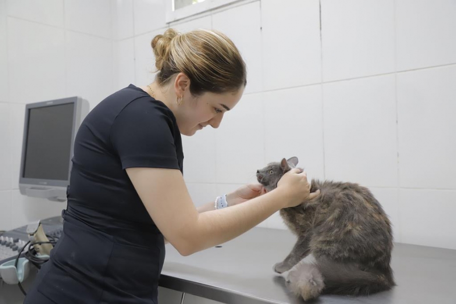 Barueri abre inscrições para castração gratuita de cães e gatos